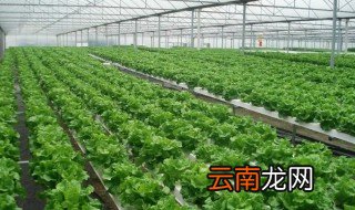 温室盆栽蔬菜种植管理 温室蔬菜怎么栽培