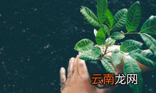 发酵料栽培的发酵原理 栽培料怎么发酵