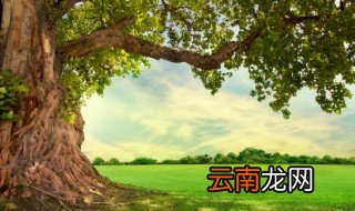 盆景的老树桩怎么种植 老树桩怎么栽培
