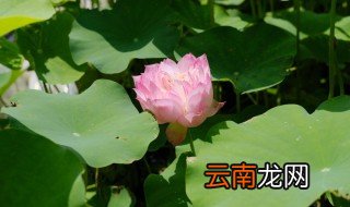 五彩莲花无土栽培怎么养，莲花可以无土栽培吗