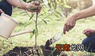栗树怎么栽培 栗树栽培技术