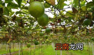百香果栽培方法 百香果怎么栽培