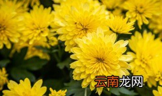栽培菊苣怎么吃 饲用菊苣种植方法
