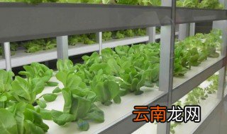 怎么无土栽培 无土蔬菜种植