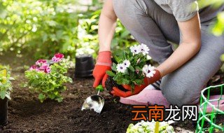 网购玉树怎么栽培，网购玉树移栽注意事项