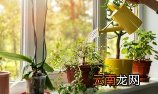 老庄玉树栽培方法 怎样把玉树养成老桩