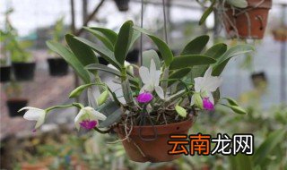 卡特兰植料 卡特兰的栽培基质怎么配制