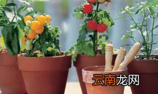 盆景栽种技术 盘景怎么栽培