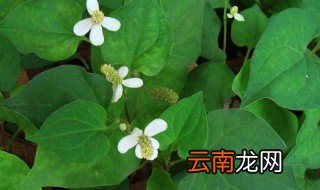 家庭栽培鱼醒草种植方法 鱼腥草的种植方法