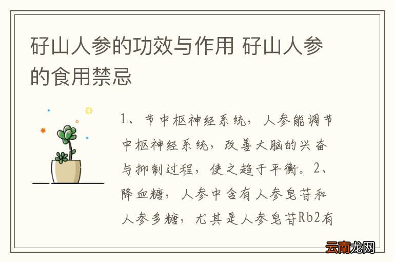 矷山人参的功效与作用 矷山人参的食用禁忌