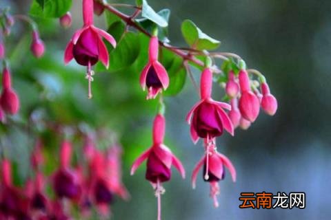 四季灯笼花的养殖方法