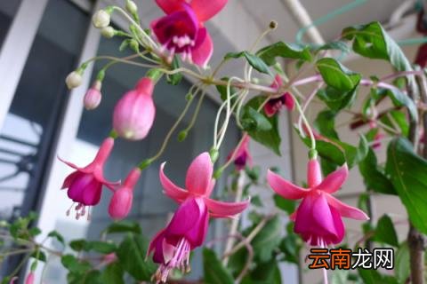四季灯笼花的养殖方法