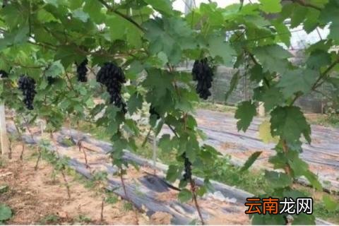 蓝宝石葡萄苗怎么种植