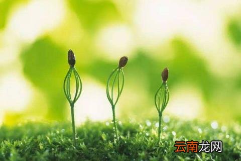 种种子的步骤