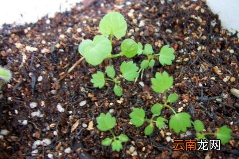 种种子的步骤