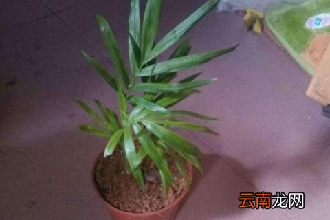 富贵叶怎么养