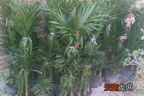 富贵叶怎么养