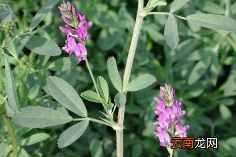 苜蓿什么时候种