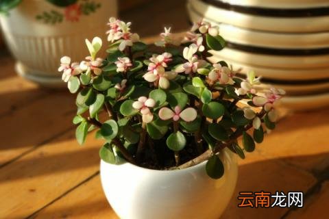 金枝玉叶掉叶子的原因和解决方法