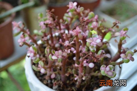 金枝玉叶掉叶子的原因和解决方法