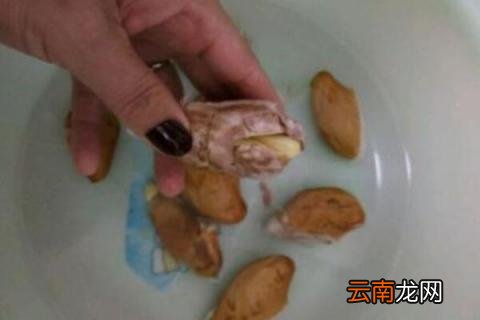 榴莲发芽后芽朝上种吗