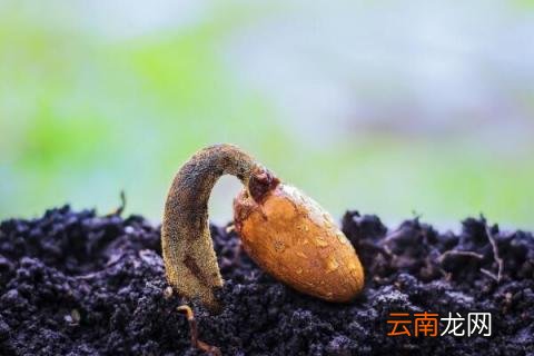 榴莲发芽后芽朝上种吗