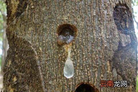 雪燕树种植条件