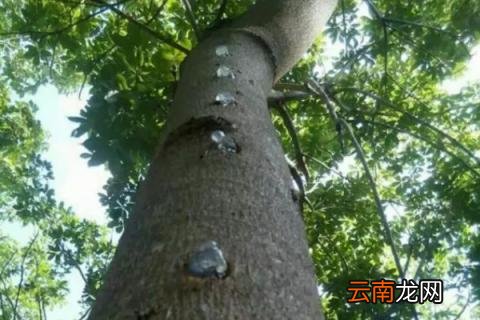 雪燕树种植条件