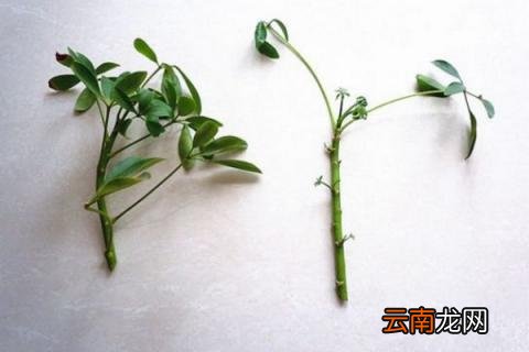 招财树怎么插芊生根快