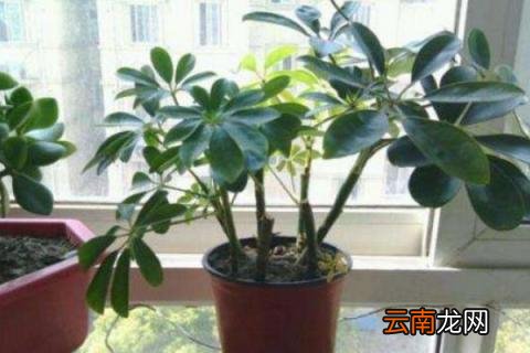 招财树怎么插芊生根快