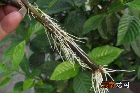 插柳树的时间和方法