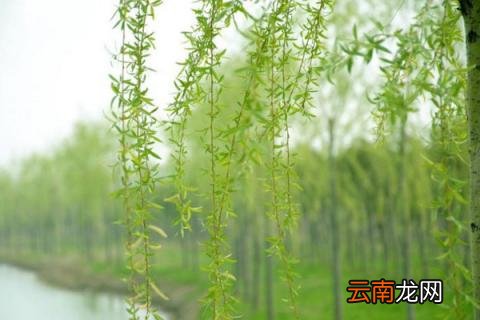 插柳树的时间和方法