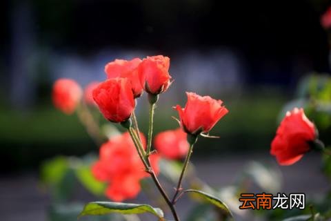 自制月季爬藤架
