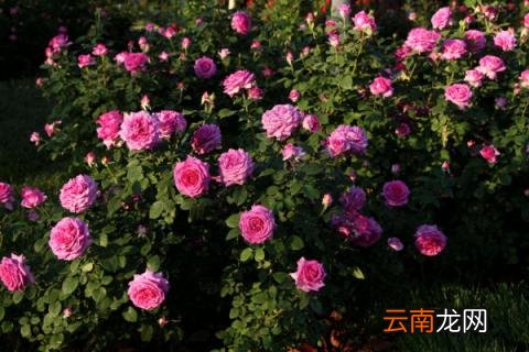 自制月季爬藤架