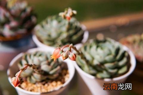 多肉长高不长胖怎么办
