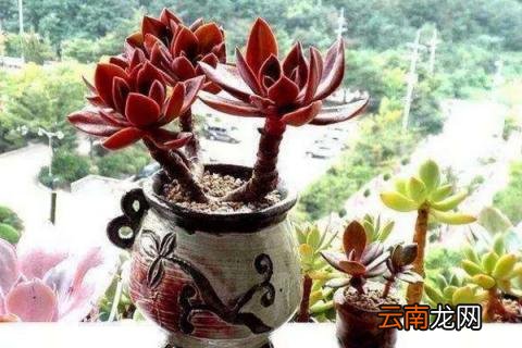 多肉长高不长胖怎么办