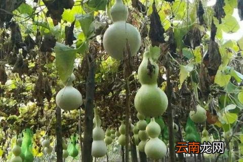 种葫芦用什么土