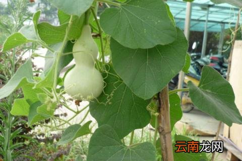 种葫芦用什么土