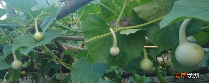 种葫芦用什么土