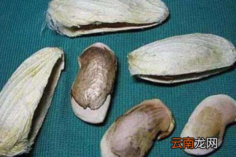 芒果核可以种吗