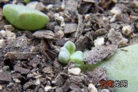 叶插长根后要不要浇水