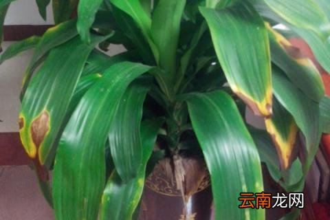巴西木叶子发黄枯萎