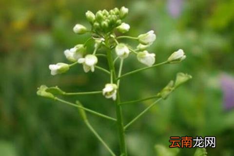 什么是荠菜
