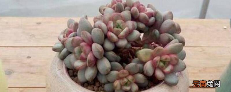 多肉葡萄怎么养殖