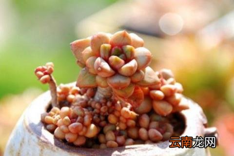 多肉葡萄怎么养殖