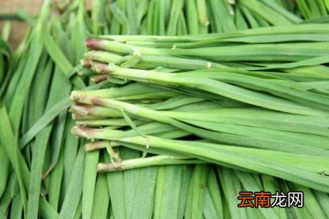 韭菜移栽时间和方法