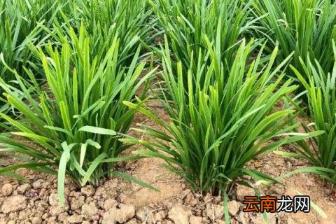 韭菜移栽时间和方法