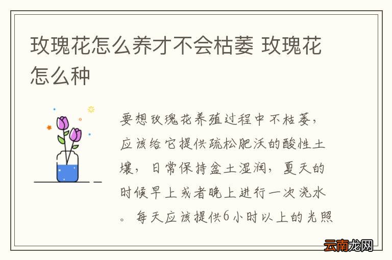 玫瑰花怎么养才不会枯萎 玫瑰花怎么种