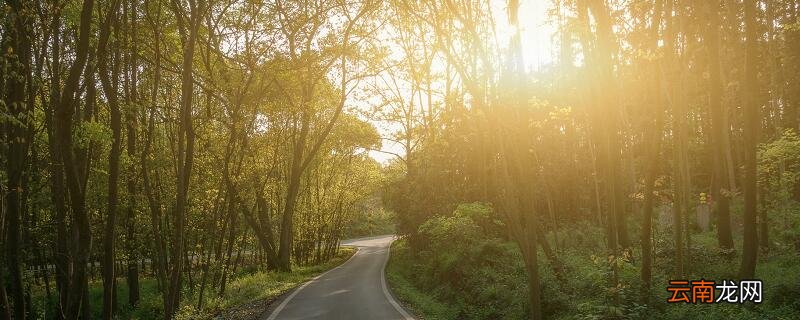 绣球花怎么养绣球花怎么养呢