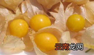 姑娘果可以放冰箱吗 姑娘果能放冰箱吗